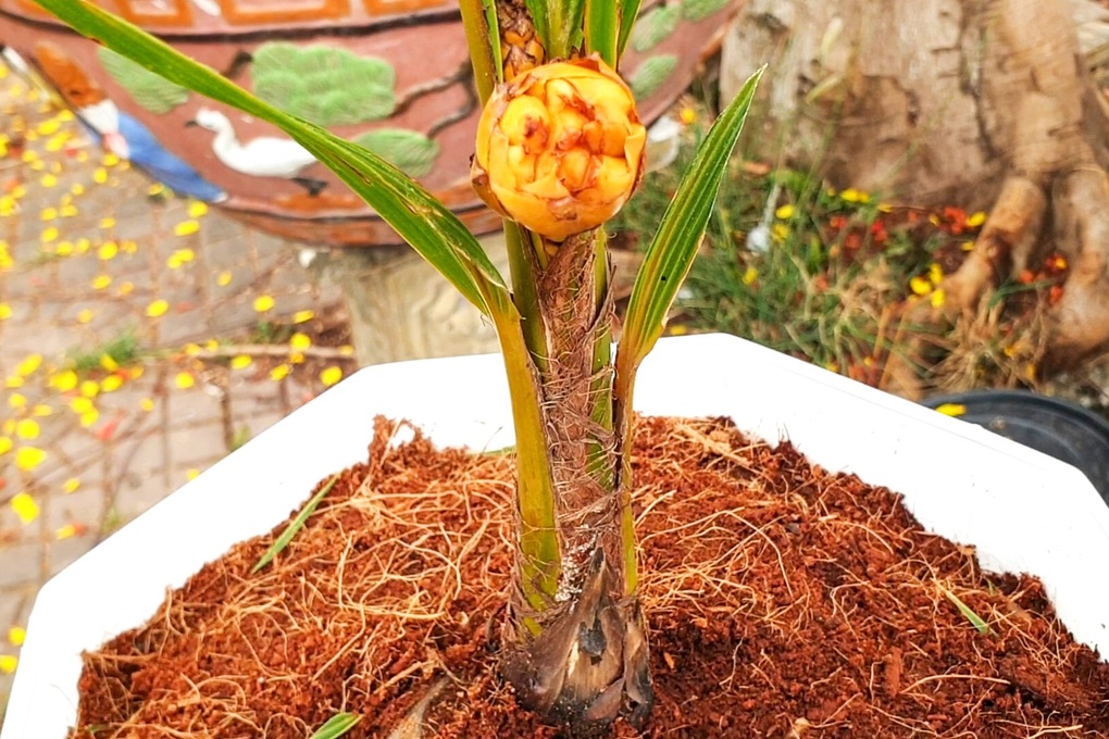 Cây dừa tí hon 6 tháng tuổi, cao 40cm đã ra hoa, sắp kết trái - 1 Cây dừa tí hon 6 tháng tuổi, cao 40cm đã ra hoa, sắp kết trái - 1