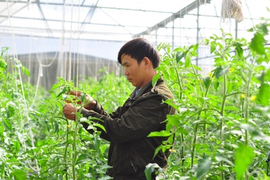 Từ người làm thuê trở thành ông chủ vườn rau, thu hơn nửa tỷ đồng mỗi năm