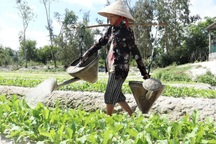 Giá rau tăng gấp  2-3 lần, nông dân chật vật trồng lại vườn sau mưa lũ