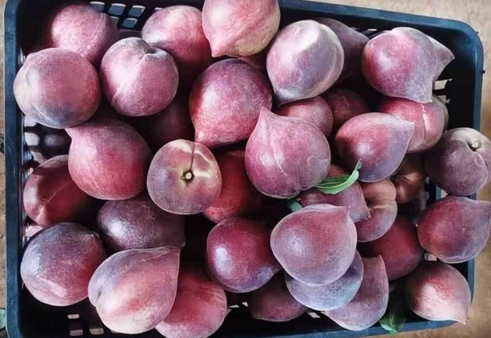Đào lạ đỏ thẫm tràn về chợ, giá cao vẫn đắt hàng - 1 Đào lạ đỏ thẫm tràn về chợ, giá cao vẫn đắt hàng - 1