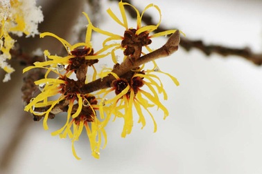 Loài cây kì lạ có khả năng… bắn hạt giống bằng lực của một khẩu súng thế kỷ 19