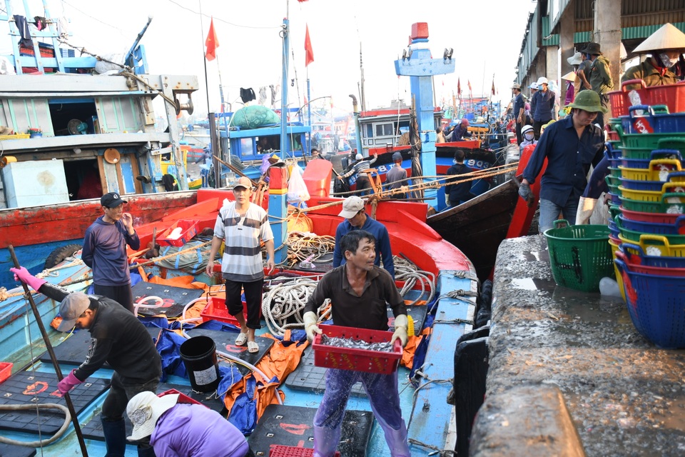 Ngư dân kiếm 3 triệu đồng chỉ sau một đêm ra khơi đánh cá cơm - 2 Ngư dân kiếm 3 triệu đồng chỉ sau một đêm ra khơi đánh cá cơm - 2