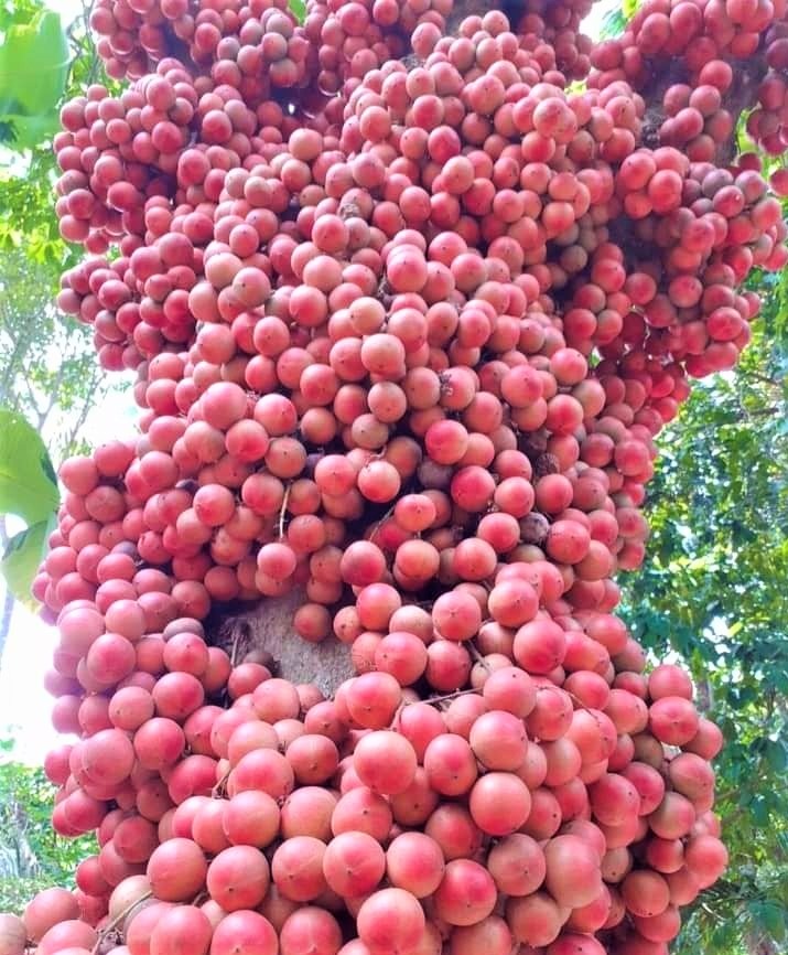 Du khách “lịm tim” với mùa dâu đất chín đỏ vùng trung du Quảng Nam - 3