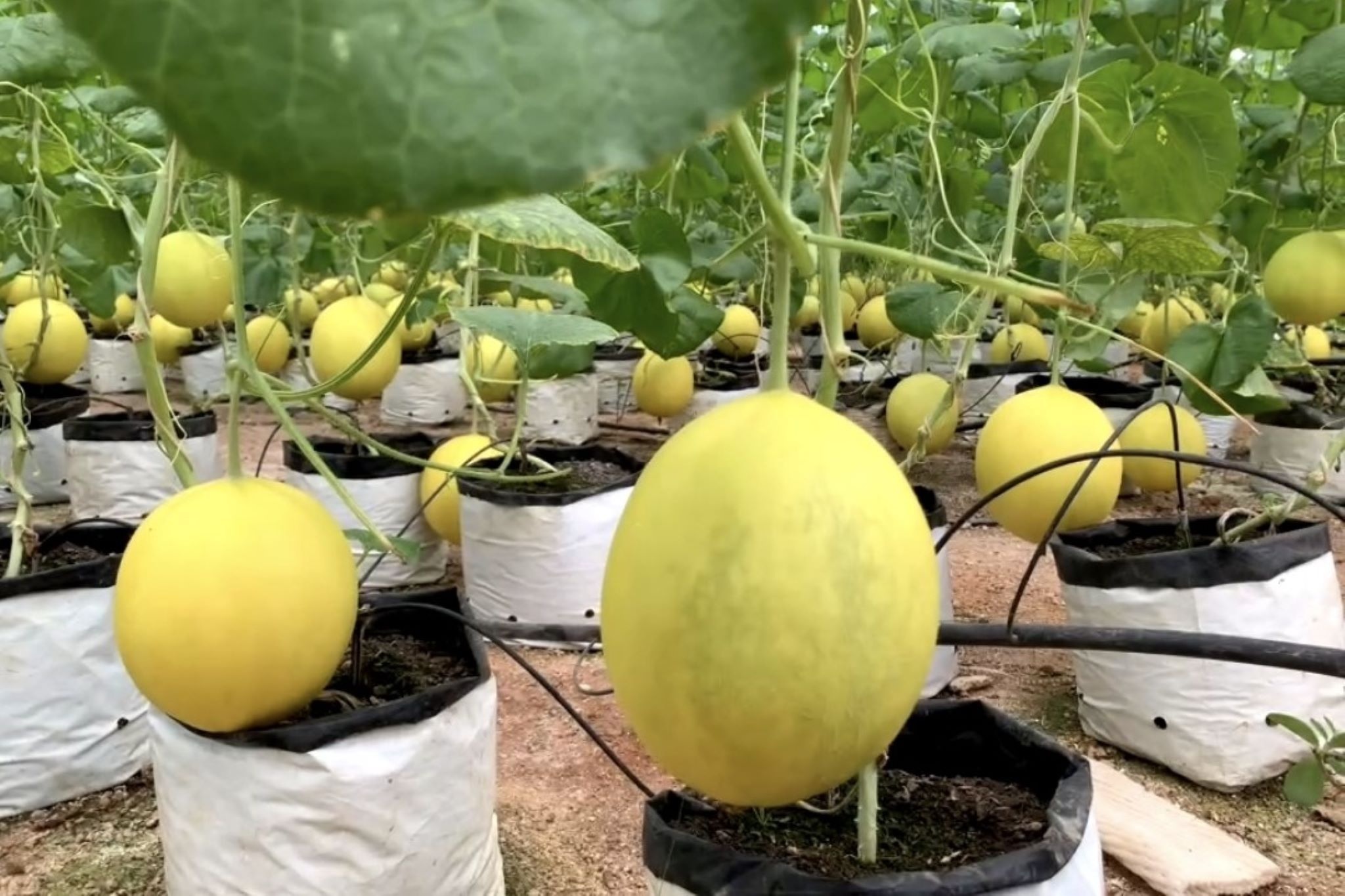 Nông dân chỉ học hết lớp 2 thành triệu phú nhờ trồng dưa quý - 3