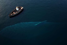 Megalodon là loài cá lớn nhất đại dương?