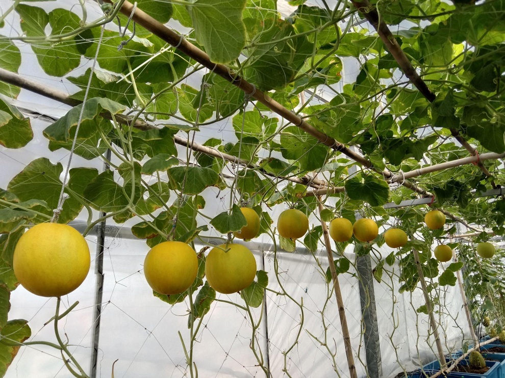 Ông bố mát tay làm vườn dưa lưới, thu hoạch 150kg/vụ ở Sài Gòn - 7