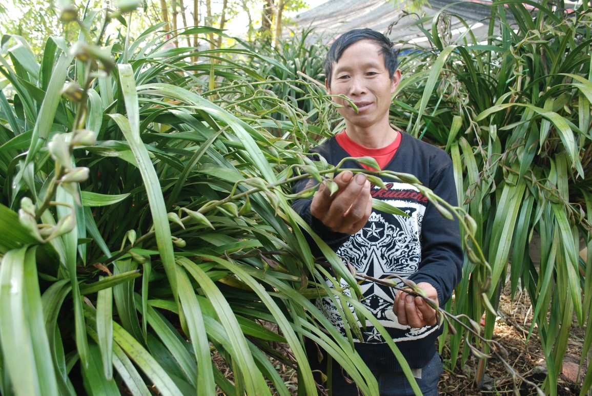 Sơ tán hàng nghìn chậu hoa quý ở Sa Pa xuống núi tránh rét hại - 5 Sơ tán hàng nghìn chậu hoa quý ở Sa Pa xuống núi tránh rét hại - 5
