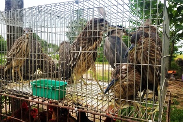 Chợ cóc chuyên bán chim trời "độc, lạ" ven Hà Nội