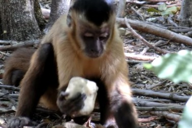 Loài khỉ đã biết dùng dụng cụ từ ít nhất 700 năm trước