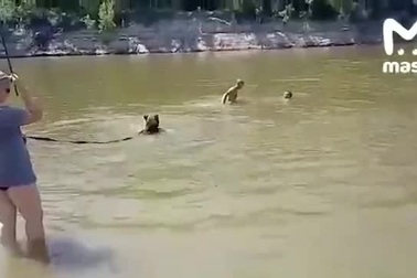 Cô gái dắt gấu đến bãi tắm bơi cùng du khách