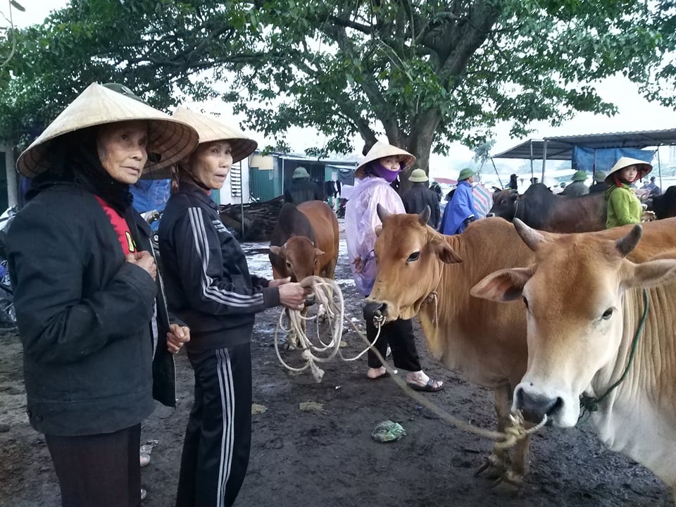 Nhộn nhịp phiên chợ trâu, bò lớn nhất miền Bắc - 7