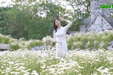 Thiếu nữ Hà Thành khoe sắc bên cúc họa mi đầu mùa