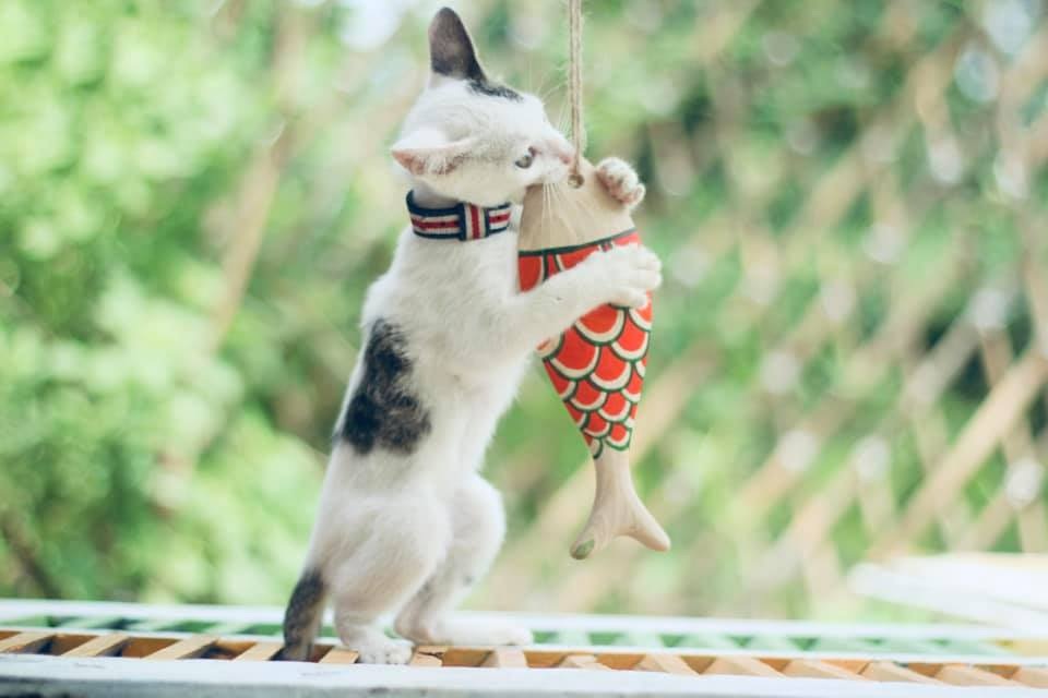 Nữ 9x bỏ việc về quê nuôi cá gỗ, từ ý tưởng điên rồ mang về cả nghìn đô - 5 Nữ 9x bỏ việc về quê nuôi cá gỗ, từ ý tưởng điên rồ mang về cả nghìn đô - 5