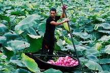 Trồng sen bán lá cho thu nhập cao