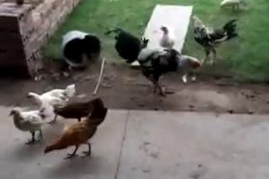 Gà cười Indonesia: Thú chơi độc nhất vô nhị năm con gà