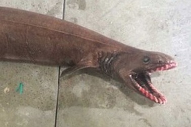 Những hình ảnh khoa học, tự nhiên ấn tượng tuần qua