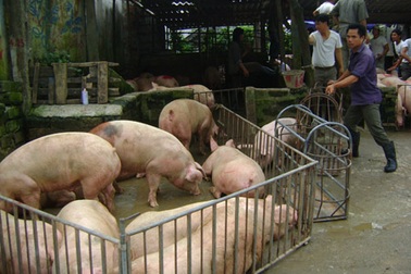 Giá lợn “sốt” vì Trung Quốc tăng mua