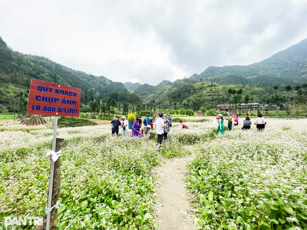 Hoa tam giác mạch nở rộ, du khách khắp nơi đổ về Hà Giang check-in - 4 Hoa tam giác mạch nở rộ, du khách khắp nơi đổ về Hà Giang check-in - 4