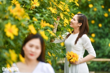 Ngắm vườn hoa dã quỳ 200 cây phủ sắc vàng giữa lòng Hà Nội