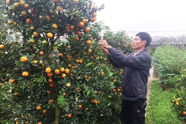 Thanh Hoá: Người trồng hoa Tết “nín thở” vì thời tiết thất thường