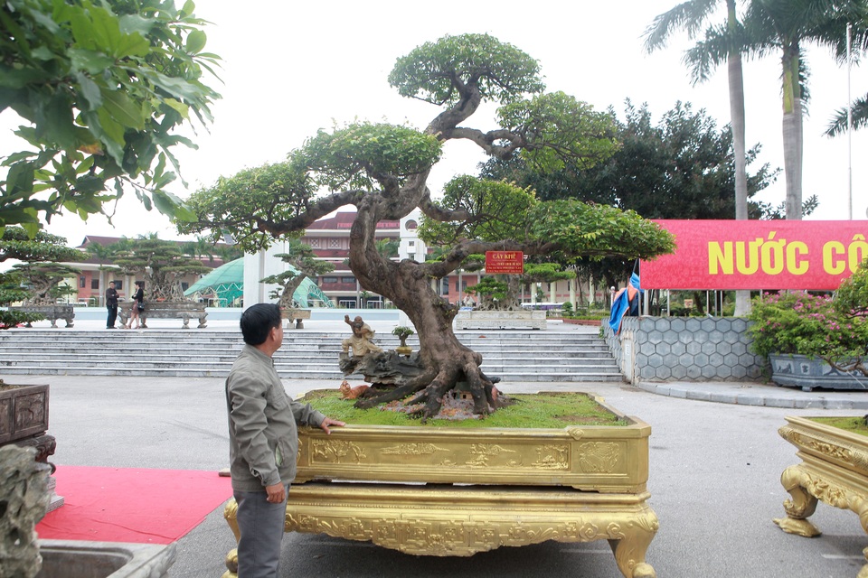 Sửng Sốt Với Cây Khế Cổ Dáng Long Đẹp Nhất Việt Nam Có Giá 5 Tỷ Đồng | Báo  Dân Trí