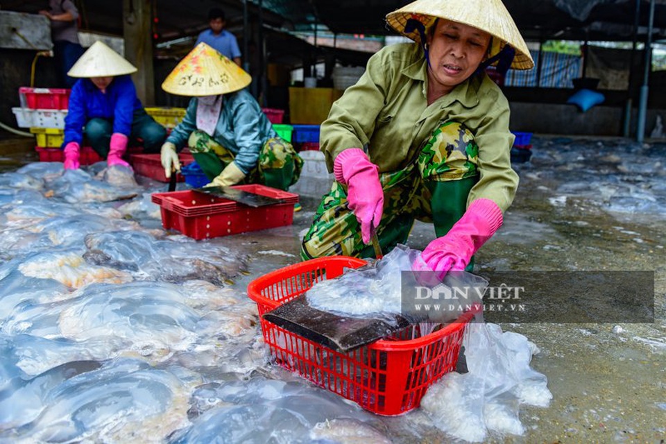 Vào mùa sứa biển, ngư dân Thanh Hóa có tiền triệu nhờ lộc trời - 4 Vào mùa sứa biển, ngư dân Thanh Hóa có tiền triệu nhờ lộc trời - 4