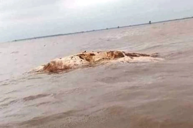 Phát hiện vật thể nghi xác cá voi