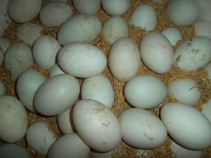 Mua trứng vịt lộn, đừng đặt hết niềm tin vào người bán hàng mà thất vọng, dắt túi mẹo sau để chọn 10 quả mới và non cả 10 - Ảnh 5. Mua trứng vịt lộn, đừng đặt hết niềm tin vào người bán hàng mà thất vọng, dắt túi mẹo sau để chọn 10 quả mới và non cả 10 - Ảnh 5.
