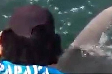 Màn giằng co chiến lợi phẩm quyết liệt của cá mập đầu búa và ngư dân