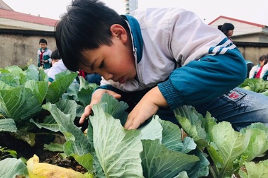 Học sinh thích thú khi giờ học là bắt sâu, là su hào, bắp cải, khoai tây...