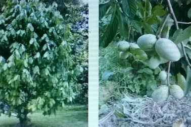 Đu đủ pawpaw chữa được ung thư gan?