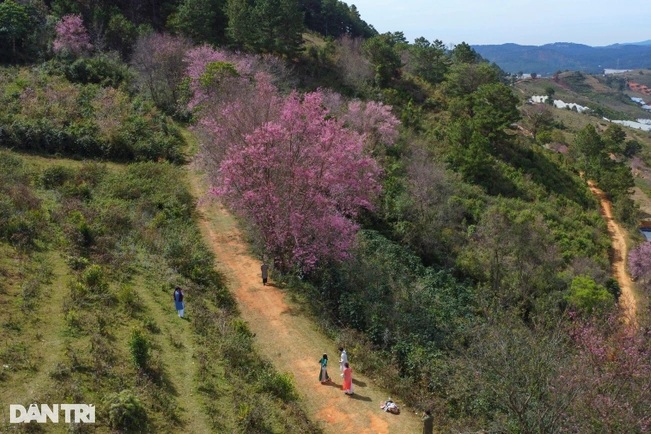 ភ្ញៀវទេសចរសម្រុកចូលព្រៃផ្ការីក Langbiang ដើម្បីឆែកឆេរនៅជិតតេត - ១ Du khách đổ về rừng mai anh đào Langbiang check-in dịp cận Tết - 1