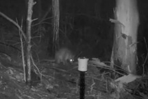 Phát hiện "quái thú" nửa mèo - nửa kangaroo trong rừng Úc