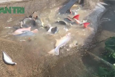 Cá cọp, một loài cá hiếm ở miền Tây đang được ông Bon nuôi để giới thiệu với du khách