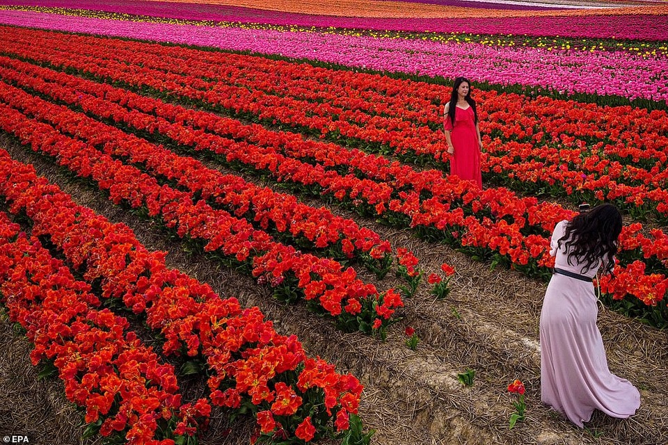 Mãn nhãn với cánh đồng hoa tulip rực rỡ sắc màu - 1 Mãn nhãn với cánh đồng hoa tulip rực rỡ sắc màu - 1