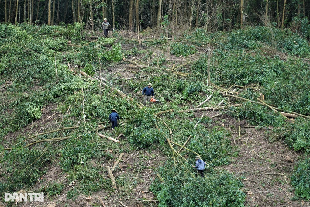 Những ngọn đồi bị cạo trọc trước mùa mưa: Chính quyền thừa nhận bất cập - 2