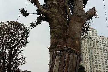 Cây mộc hương đại gia Hà Nội hơn đại gia Lào Cai?