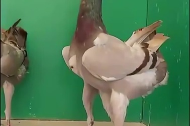 Kiểu dáng đặc biệt của loài bồ câu gà Banat