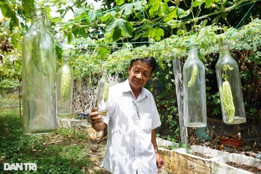 Lão nông cho khổ qua lớn trong chai, đổ thêm rượu thành đặc sản