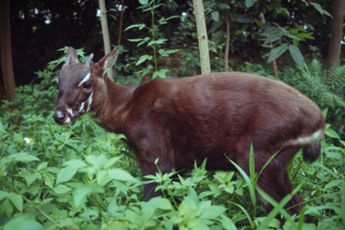 Chính thức thành lập khu bảo tồn Sao La Quảng Nam
