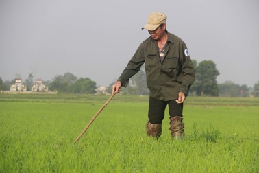 Vui xong 3 ngày Tết, nông dân hăng hái xuống đồng sản xuất