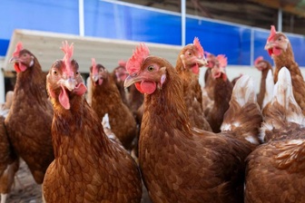 Viện Pasteur Pháp cảnh báo về nguy cơ đại dịch nghiêm trọng hơn Covid-19