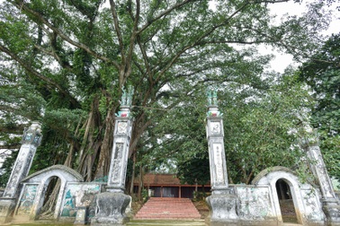 Báu vật đa cổ nghìn năm tuổi độc nhất vô nhị bên ngôi đền thiêng ở Hà Nội