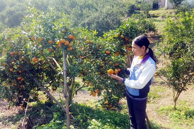 Cam Vân Đồn vào mùa thu hoạch