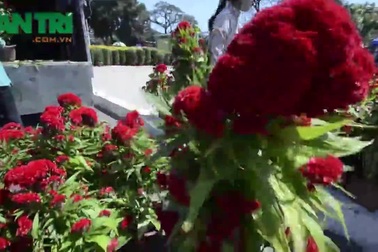 Hoa Xuân xuống phố Sài Gòn