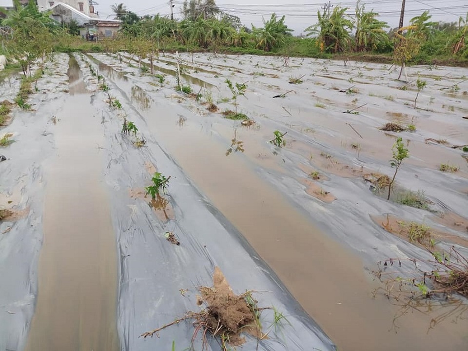 Người trồng rau gượng dậy sau bão chuẩn bị cho vụ Tết Nguyên đán - 1 Người trồng rau gượng dậy sau bão chuẩn bị cho vụ Tết Nguyên đán - 1