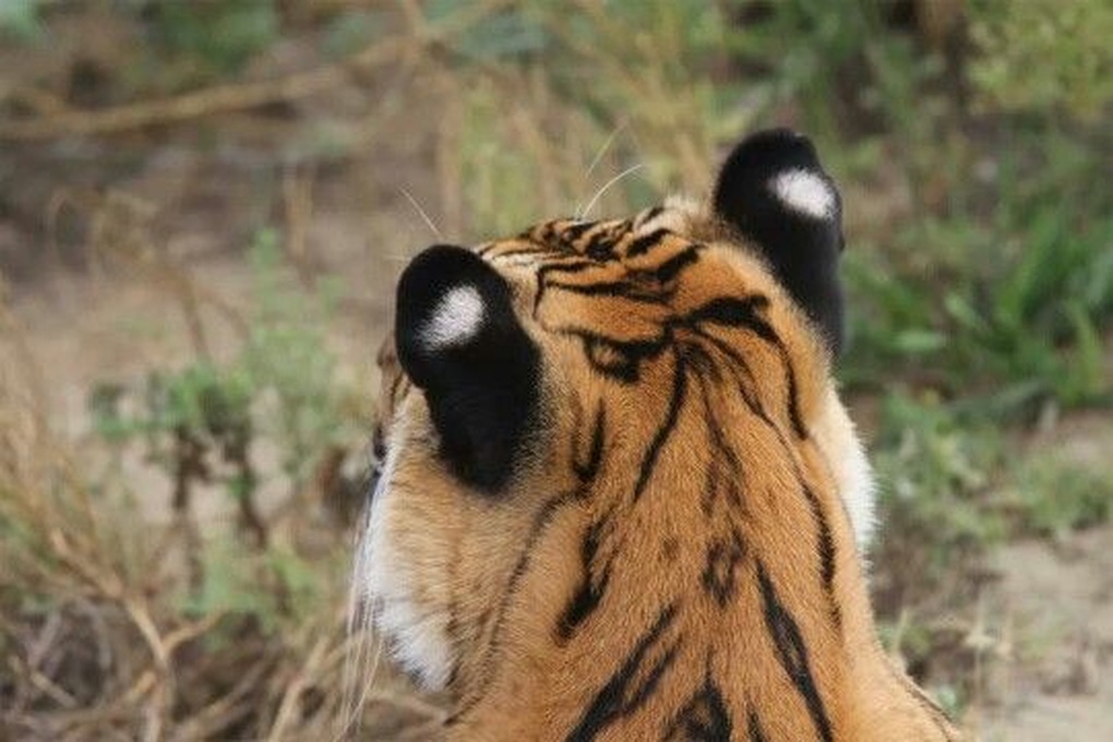 The special effect of white dots on tiger ears, humans must imitate - 1 Tác dụng đặc biệt của chấm trắng trên tai hổ, con người cũng phải bắt chước - 1