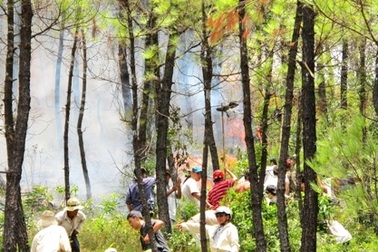 Cháy rừng thông lâu năm giữa trưa