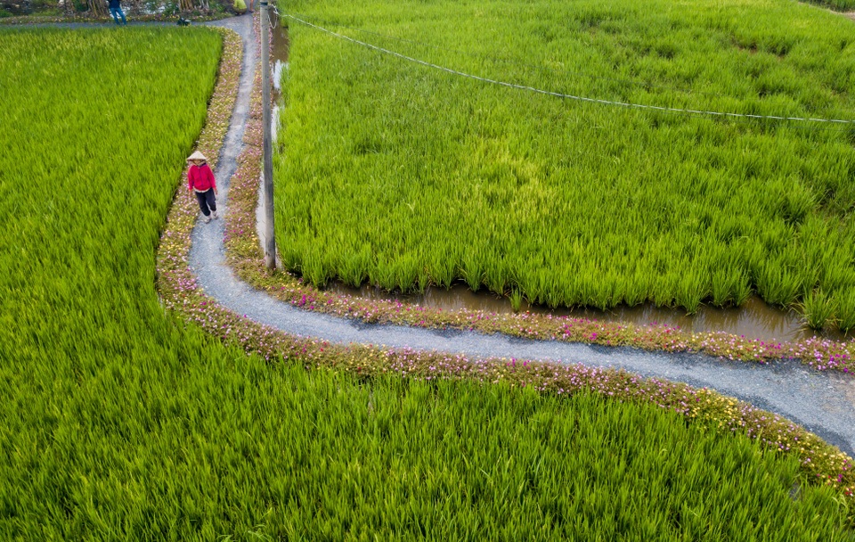 Đường hoa mười giờ.jpg Đường hoa mười giờ.jpg