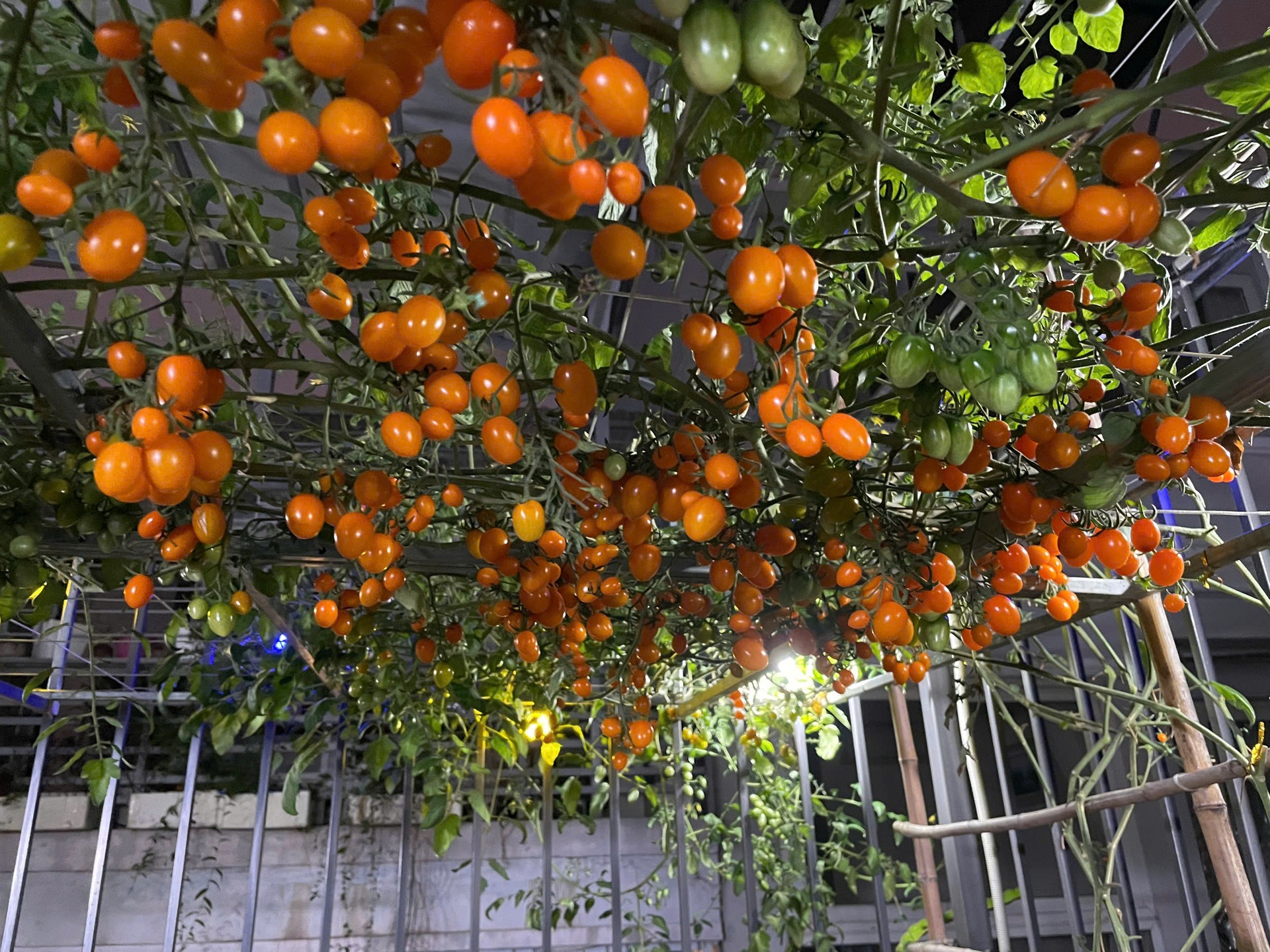 Vợ vác đất leo 6 tầng làm vườn, chồng chi 300 triệu sửa nhà trồng rau sạch - 5 Vợ vác đất leo 6 tầng làm vườn, chồng chi 300 triệu sửa nhà trồng rau sạch - 5